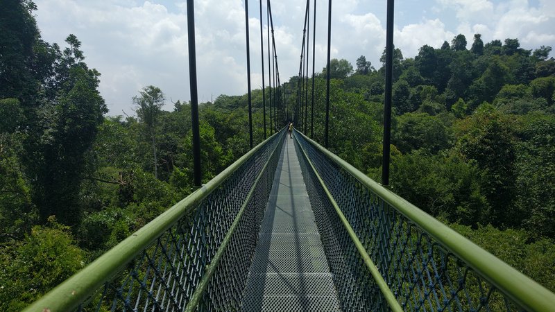 TreeTop Walk